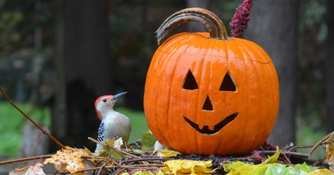 Go On A Spooky Safari At This Family-Friendly Fall Celebration At A New York Wildlife Center