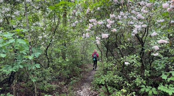 This Mountain Hiking Trail In South Carolina Is The Perfect Day Trip Destination