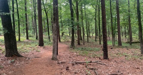 A Peaceful Escape Can Be Found Along The Firebreak Trail In South Carolina