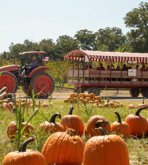 Here Are The 8 Absolute Best Pumpkin Patches In Texas To Enjoy In 2023