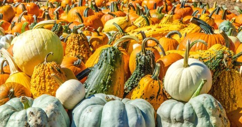 One Of The Largest Pumpkin Patches In Massachusetts Is A Must-Visit Day Trip This Fall