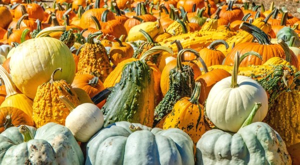 One Of The Largest Pumpkin Patches In Massachusetts Is A Must-Visit Day Trip This Fall