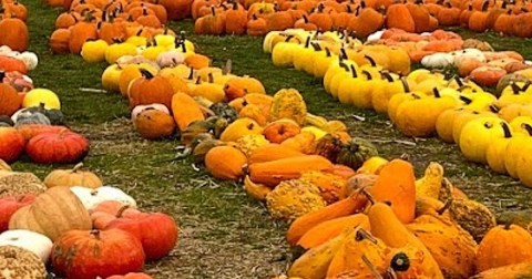 Here Are The 7 Absolute Best Pumpkin Patches In Cleveland To Enjoy In 2023