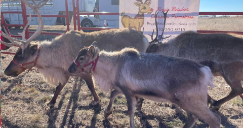 Visit Reindeer And Princesses At This Annual Holiday Event At Barr Lake State Park In Colorado