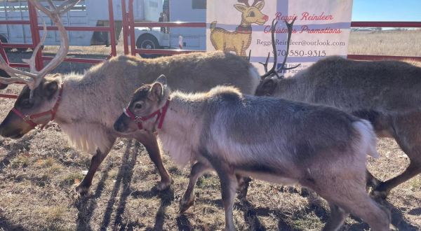 Visit Reindeer And Princesses At This Annual Holiday Event At Barr Lake State Park In Colorado