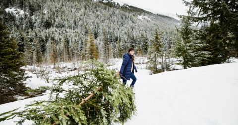 Get Into The Holiday Spirit By Cutting Down A Christmas Tree At This State Park In Colorado
