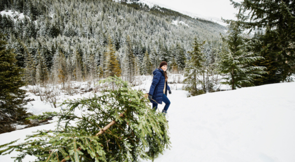 Get Into The Holiday Spirit By Cutting Down A Christmas Tree At This State Park In Colorado