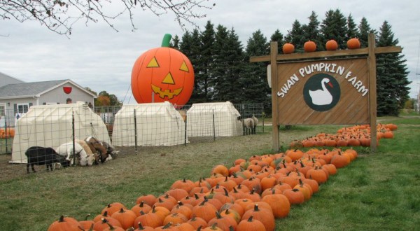 This Pumpkin Patch And Cafe With Seasonal Goodies Are The Perfect Pair For A Fall Day Trip In Wisconsin