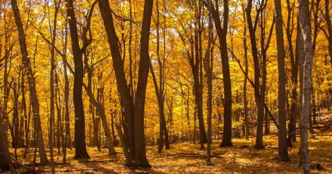 The Under-The-Radar Destination In Minnesota With The Most Beautiful Fall Foliage In The State
