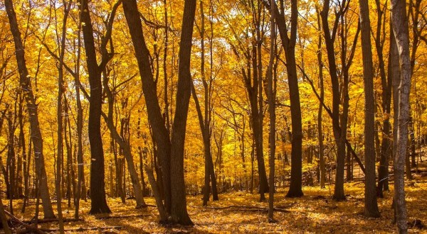 The Under-The-Radar Destination In Minnesota With The Most Beautiful Fall Foliage In The State