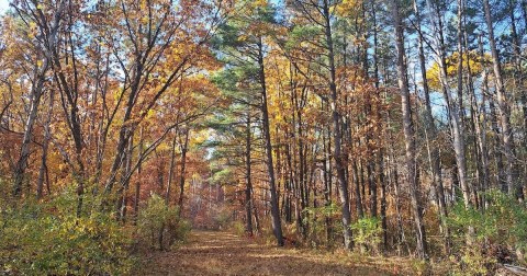 The 4.1-Mile Shimek Forest Trail Leads Hikers To The Most Spectacular Fall Foliage In Iowa