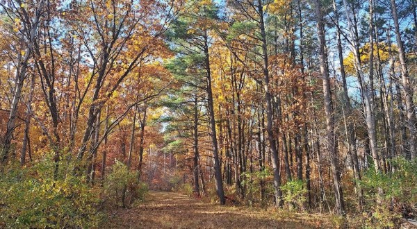 The 4.1-Mile Shimek Forest Trail Leads Hikers To The Most Spectacular Fall Foliage In Iowa