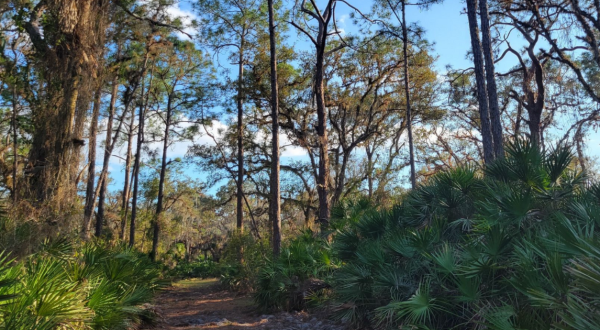 Explore This Secret Trail Around Deer Prairie Creek Preserve In Florida