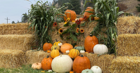 Here Are The 5 Absolute Best Pumpkin Patches In Montana To Enjoy In 2023