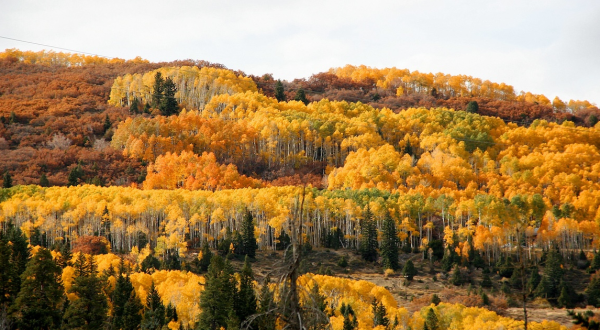 The Under-The-Radar Destination In Utah With The Most Beautiful Fall Foliage In The State