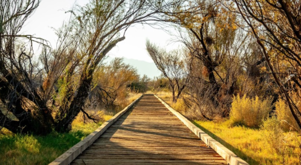 The Under-The-Radar Destination In Nevada With The Most Beautiful Fall Foliage In The State