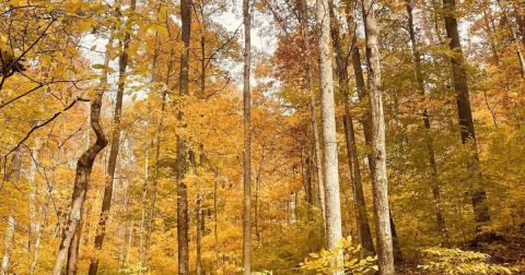 The 1.6-Mile Scarlet Oak Woods Trail Leads Hikers To The Most Spectacular Fall Foliage In Indiana
