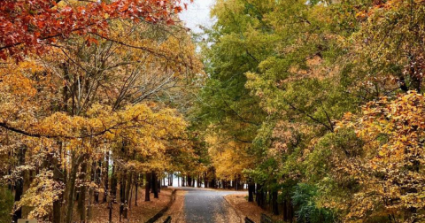 The Small State Park Where You Can View The Best Fall Foliage In Texas