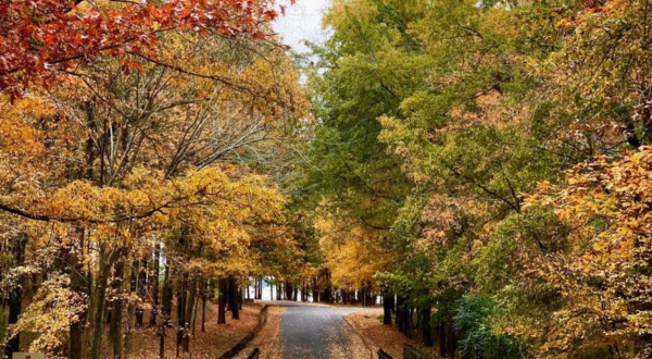 The Small State Park Where You Can View The Best Fall Foliage In Texas