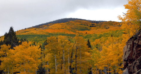 The Under-The-Radar Destination In New Mexico With The Most Beautiful Fall Foliage In The State