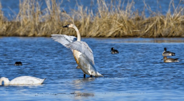 The Entire Family Will Enjoy This Annual Northern California Swan Festival