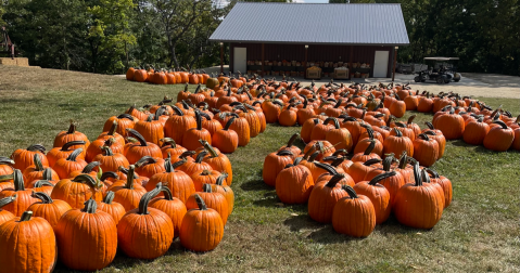 This Pumpkin Patch And Cafe With Seasonal Goodies Are The Perfect Pair For A Fall Day Trip In Minnesota