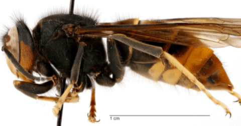 A Murder Hornet's Relative Was Just Found In Georgia - Here's What We Know