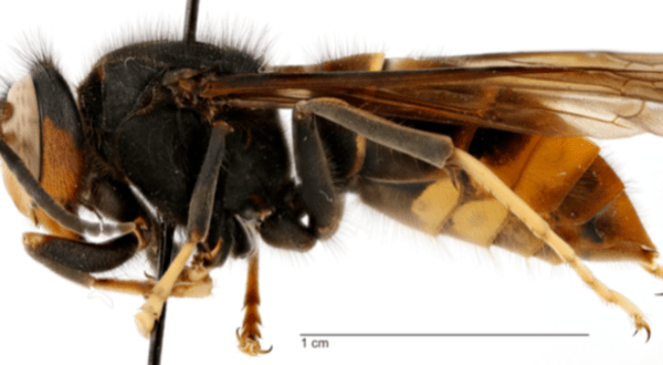 A Murder Hornet’s Relative Was Just Found In Georgia – Here’s What We Know