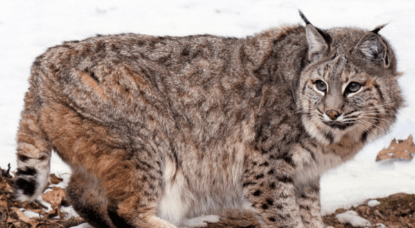 Everything You Need To Know About The Aggressive Bobcat On The Loose In Georgia