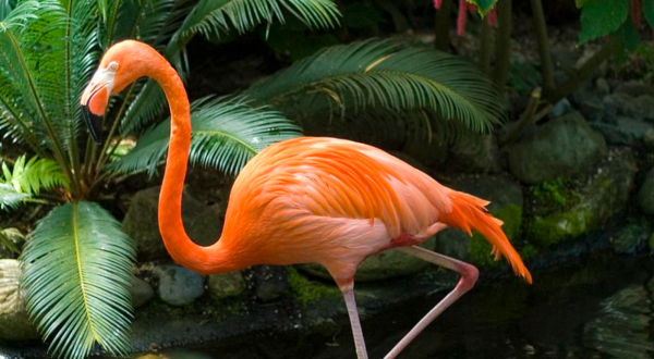 There’s A Flamingo Living At Chase State Fishing Lake In Kansas