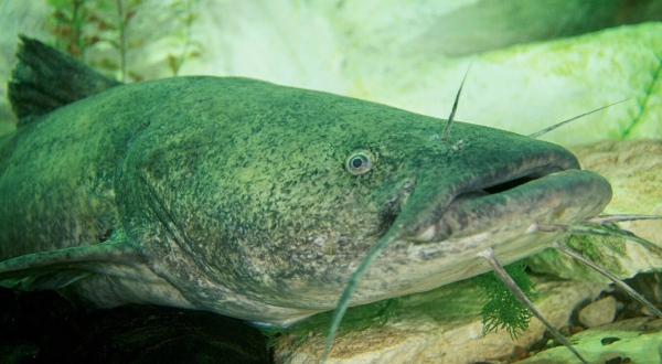 There Is An Invasive Species Of Catfish In Georgia & Officials Are Concerned