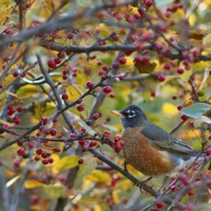 Bird in fall tree