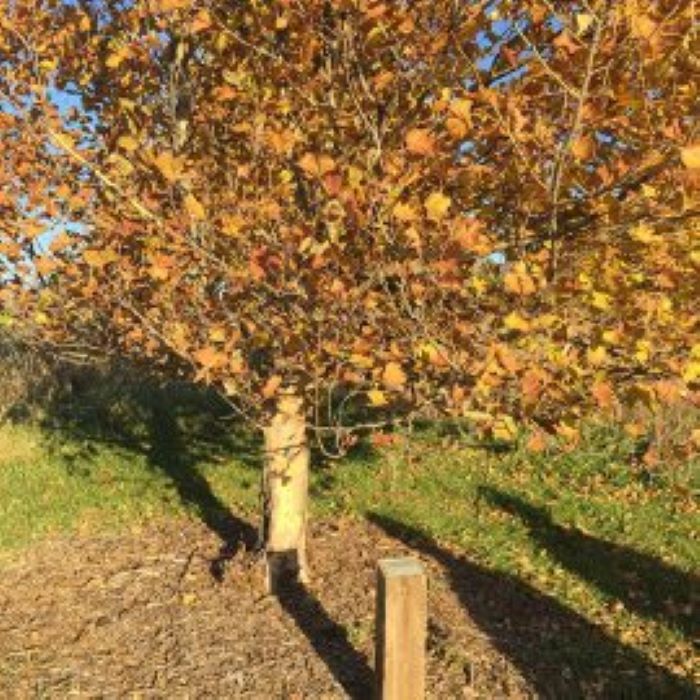 Fall Sycamore Tree