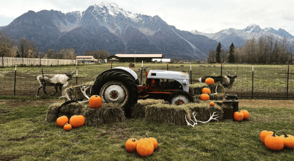 The Largest Pumpkin Patch In Alaska Is A Must-Visit Day Trip This Fall