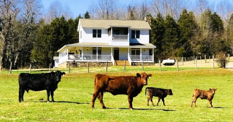 This Charming Farmhouse On A 150-Acre Cattle Farm In Arkansas Is The Coolest Place To Spend The Night