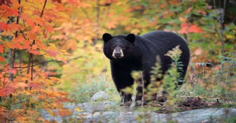 Tips For Staying Safe As Bear Activity Increases During Fall In Maryland