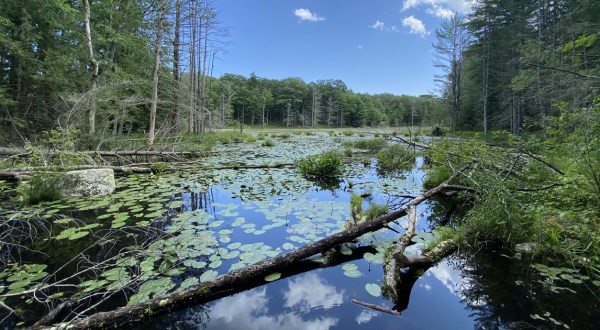 The Underrated Local Nature Preserve In New Hampshire Where You Can Explore Wetlands