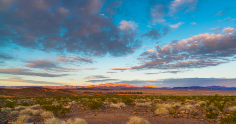 13 Surefire Signs You Have Strong Roots in Nevada
