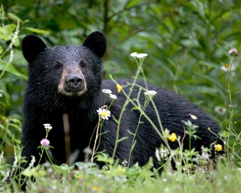 Be On The Lookout - Black Bear Sightings Are On The Rise In The Texas Hill Country
