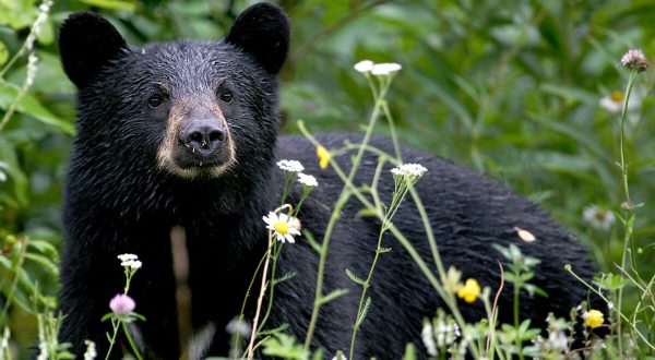Be On The Lookout – Black Bear Sightings Are On The Rise In The Texas Hill Country