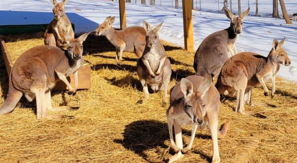 The Underrated Animal Park In Missouri Where You Can Pet A Kangaroo