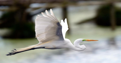 The Underrated Sanctuary In Louisiana Where You Can Watch Thousands Of Egrets