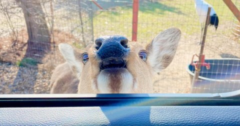The Underrated Safari Park In Tennessee Where You Can Watch Tons Of Animals Roam