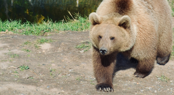 You Can Look Wildlife In The Eyes At This New Safari Park In Idaho