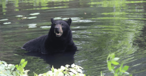 The Underrated Local Park In Virginia Where You Can Observe Black Bears, Elk, And More