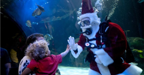 There's No Better Place For A Holiday Adventure Than Holidays Under The Sea In Virginia