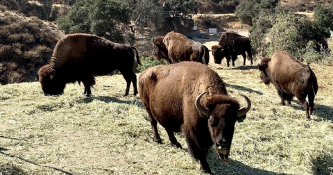 The Underrated County Park In Southern California Where You Can Watch Bison Roam Free