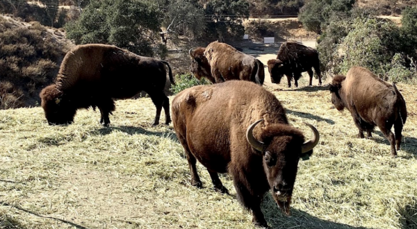 The Underrated County Park In Southern California Where You Can Watch Bison Roam Free