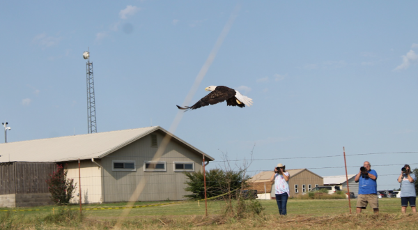 The Underrated Iowa Tribe’s Grey Snow Eagle House In Oklahoma Where You Can Watch Bald Eagles Fly