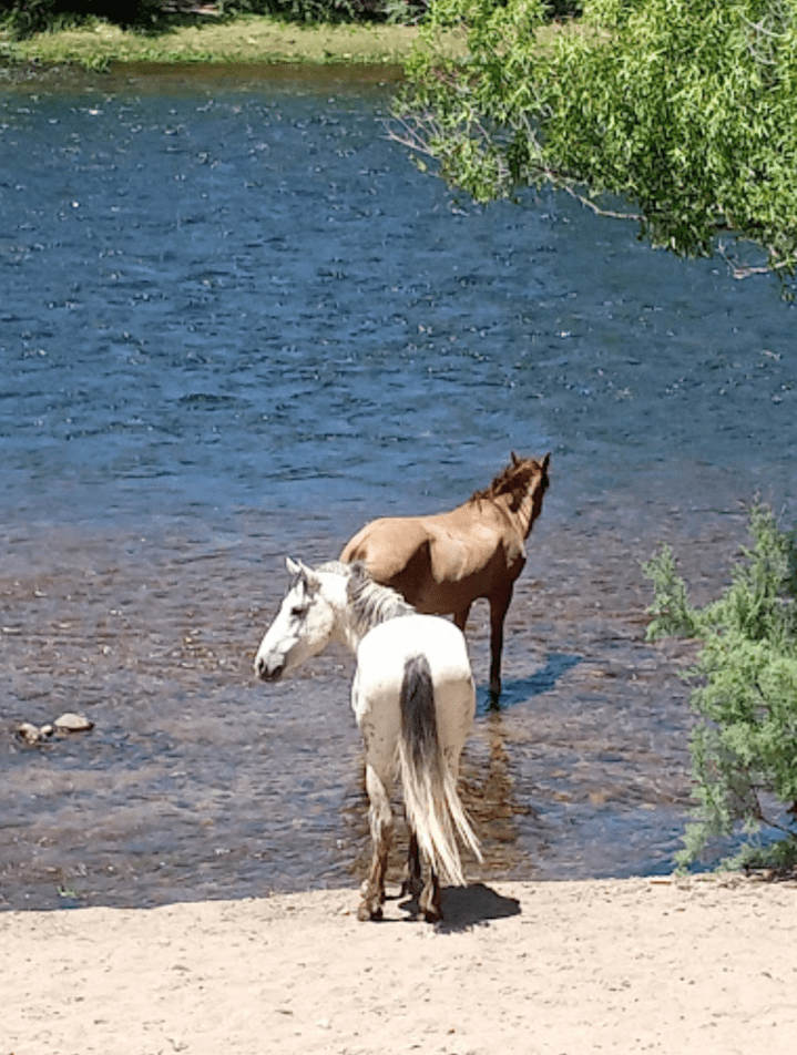 Blue Point Recreation Area: See Wild Horses In Arizona